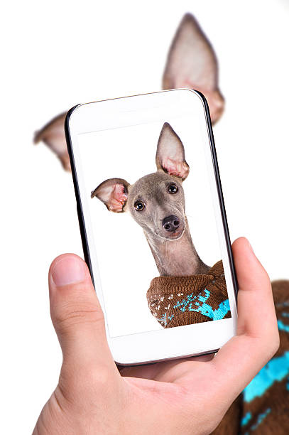 istock Hands taking photo dog with smartphone 531118763