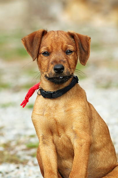 istock young hunting dog looking at camera 531119641