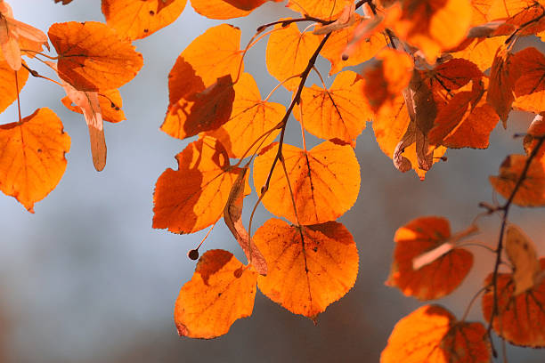 istock orange yellow leaves on a branch concept autumn 531119837
