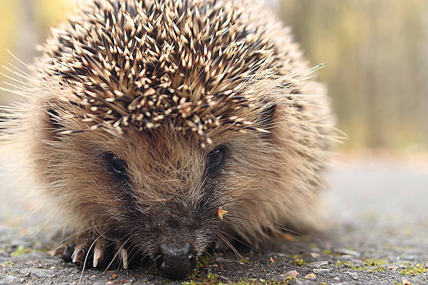 istock hedgehog close-up portrait 531119861