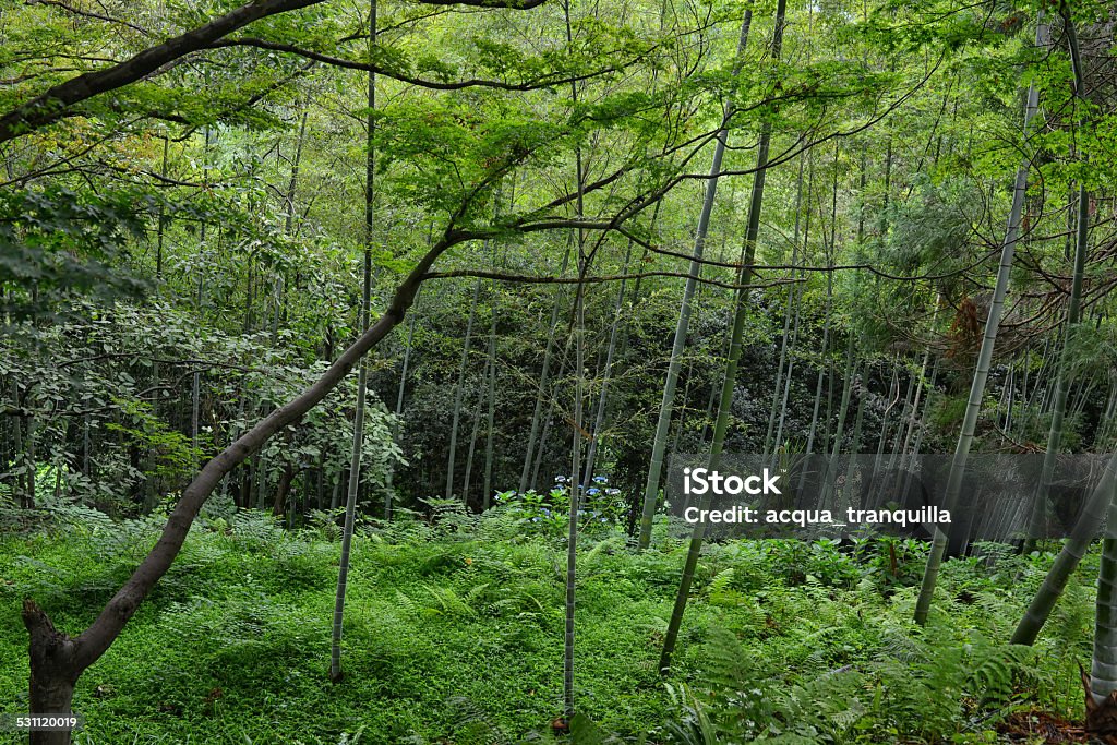 Bamboo forest in botanical garden Georgia Batumi Bamboo in forest botanical garden Georgia Batumi 2015 Stock Photo