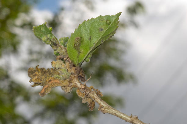 Hibiscus erinose mite infection stock photo