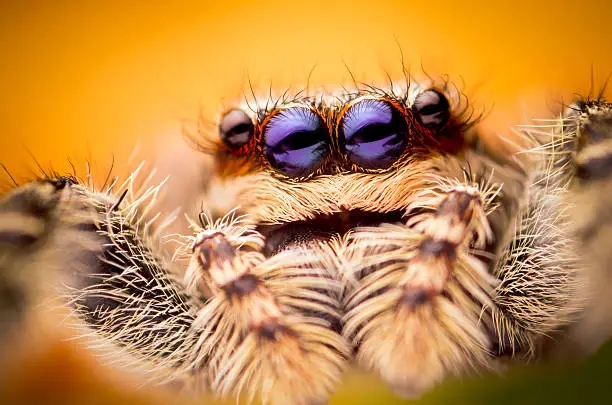 One of the largest jumping spider of the planet.