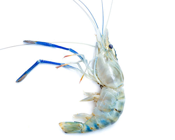istock Giant fresh prawn, Fresh shrimp on white background 531120711