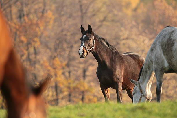 Horse in a pasture on the background of autumn trees.