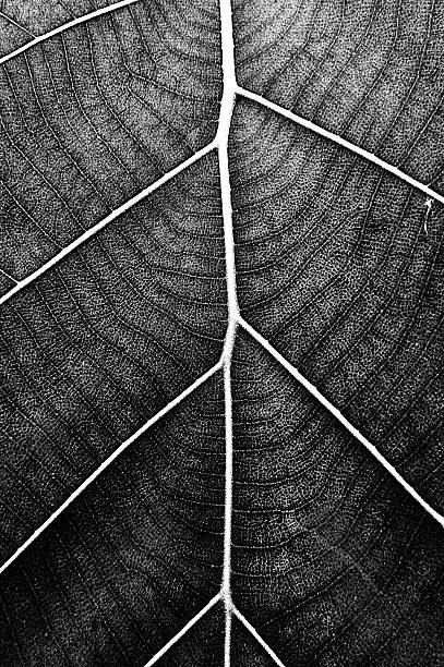 texture leafe absturce black and white more noise