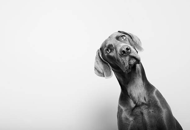 istock Dog in Black and White 531122699