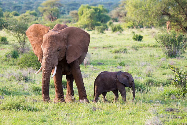 istock Elephant East Africa with baby calf 531123093