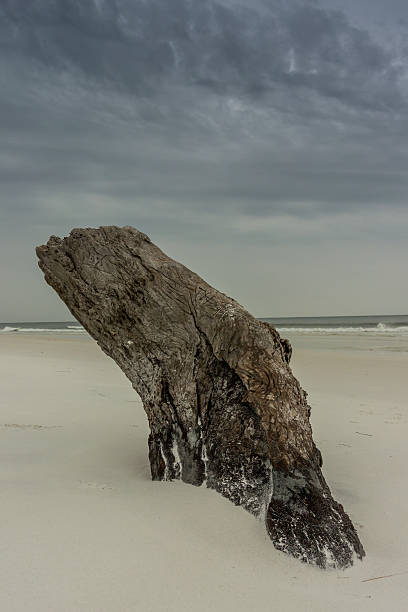 istock Driftwood on Beach with Stormy Sky 531123667