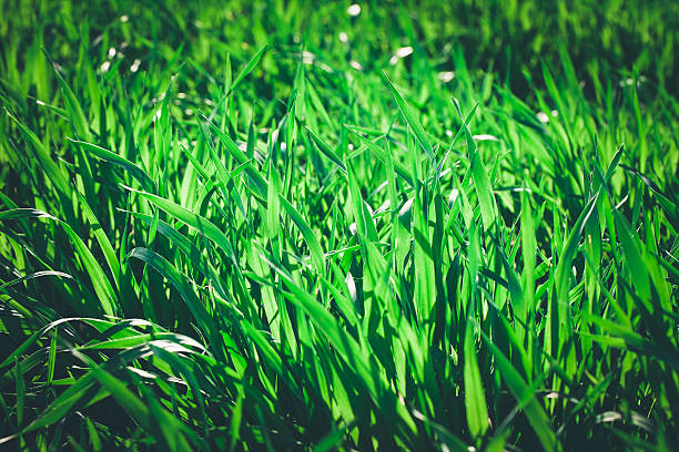istock Close up of fresh thick grass 531124169