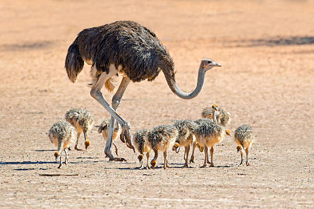 autruche avec chicks - young bird beak feather ostrich photos et images de collection