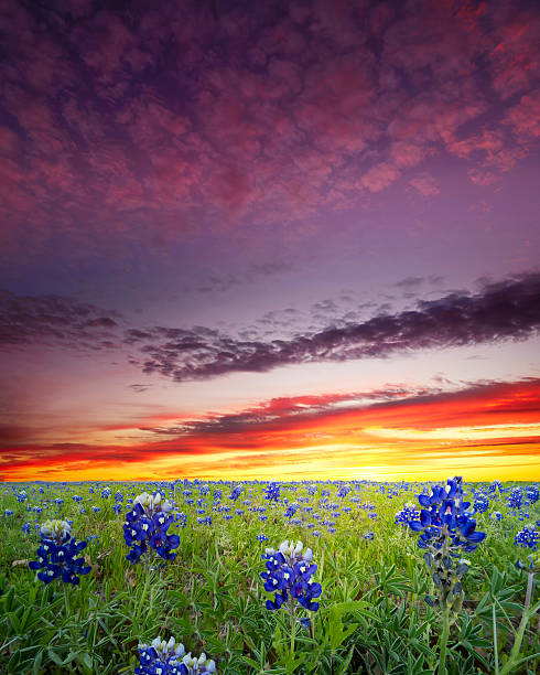 istock Bluebonnets in the Texas Hill Country 531127731
