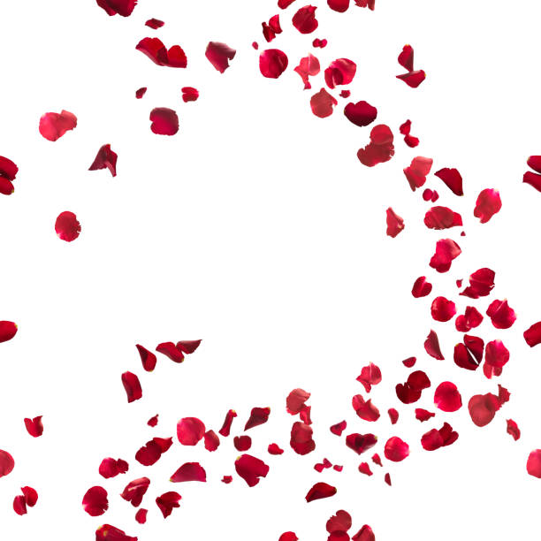 Seamless Red Rose Petals Breeze seamless, red rose petals breeze, studio photographed in depth of field, isolated on white hovering stock pictures, royalty-free photos & images