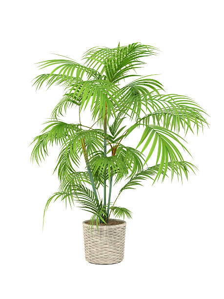 tropical plant tropical plant in pot culture on white background, areca stock pictures, royalty-free photos & images