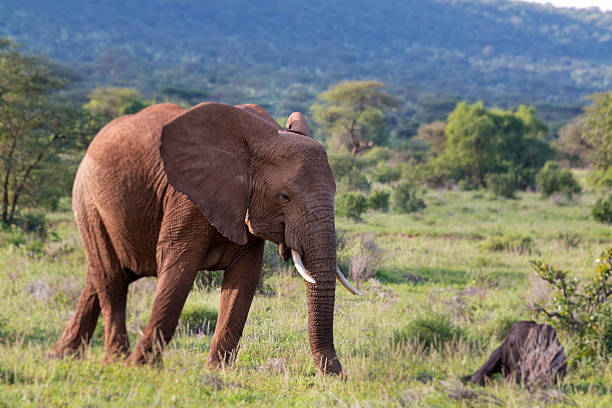 istock Elephant East Africa 531128153