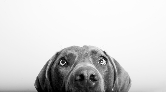 Half a curious dog's head on white background.  Shot in studio.  
