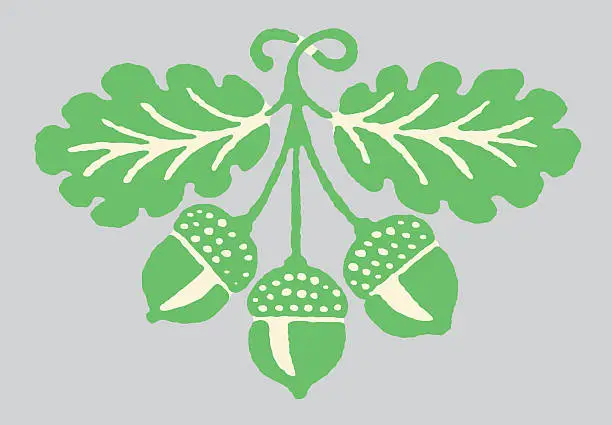 Vector illustration of Acorns on a Branch