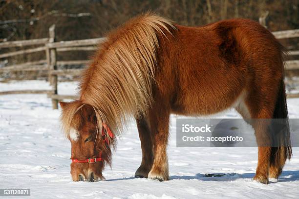 Pony Horse In Winter Corral Rural Scene Stock Photo - Download Image Now - Snow, Coat - Garment, Horse