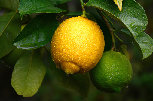 Raindrops on lemon