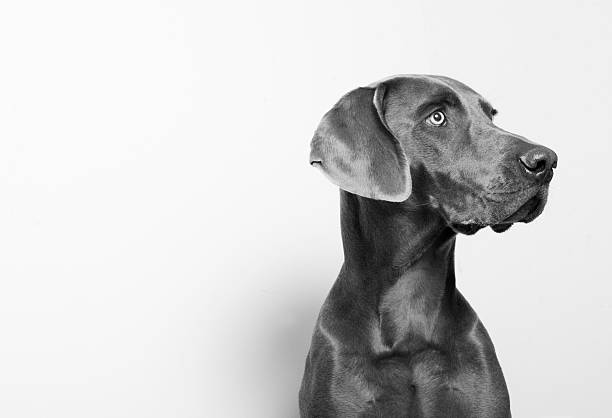 istock Dog in Black and White II 531129307