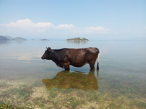 Montenegrin cow cooling