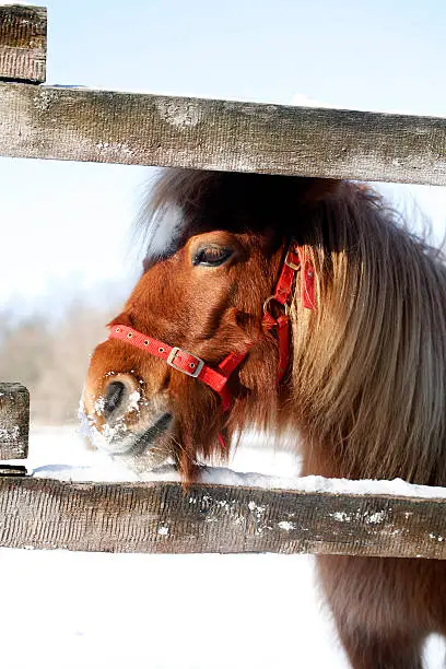 Photo of Pony looking out of the winter  corral