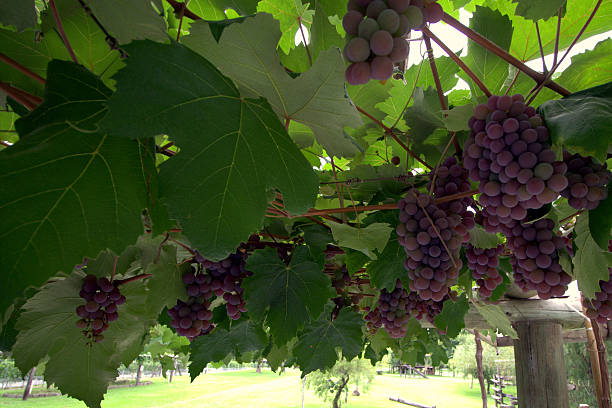 uvas nas videiras - vineyard california napa valley vine - fotografias e filmes do acervo