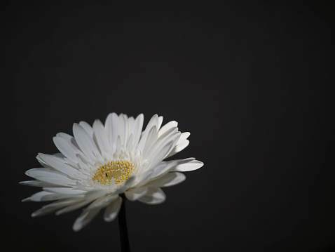 White gerbera with selective focus on a grey background
