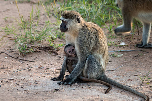 istock Vervet Monkey and baby 531134917