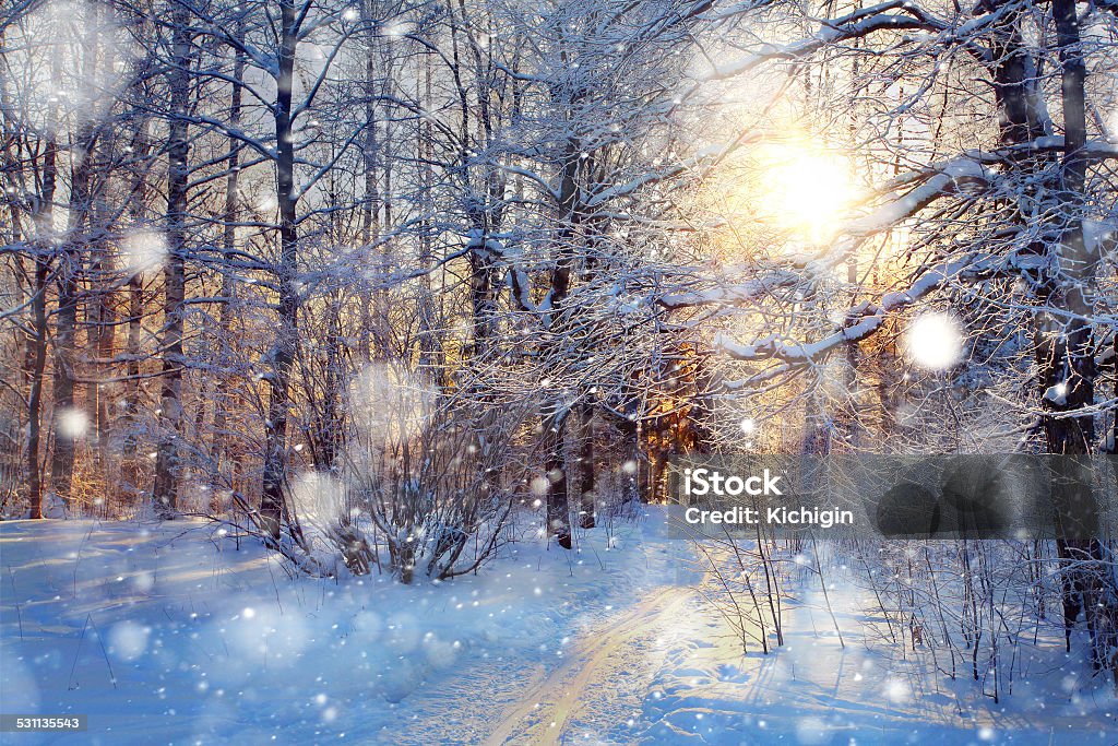 Snow in the woods 2015 Stock Photo