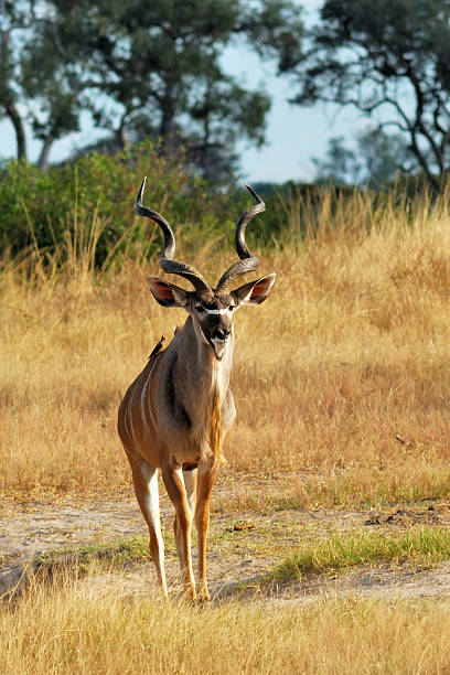 istock Male greater kudu 531136325