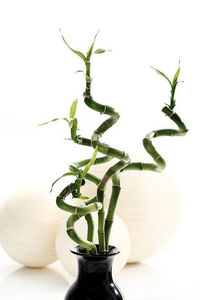 istock Twisted Chinese bamboo in flower vase 531136531