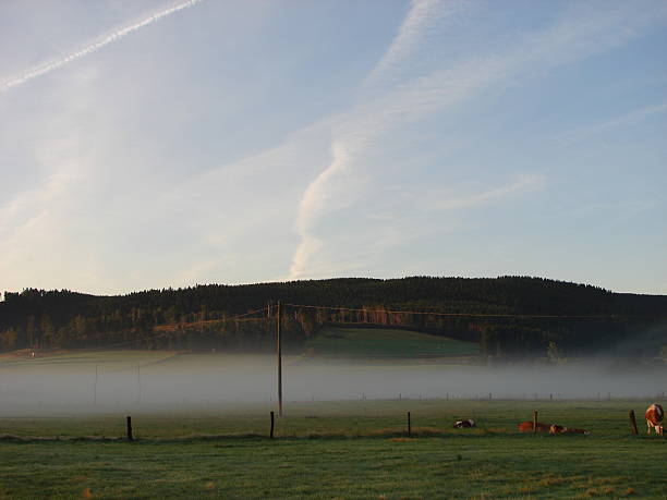 istock Sauerland landscape in the fog with cows 531137297