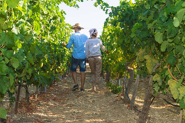 istock Young couple, vine growers, in the vineyard. 531137549