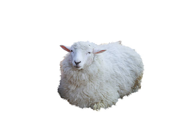 ovelhas - lamb merino sheep sheep horizontal - fotografias e filmes do acervo