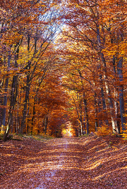 istock beautiful forest in indian summer light in autumn 531139677
