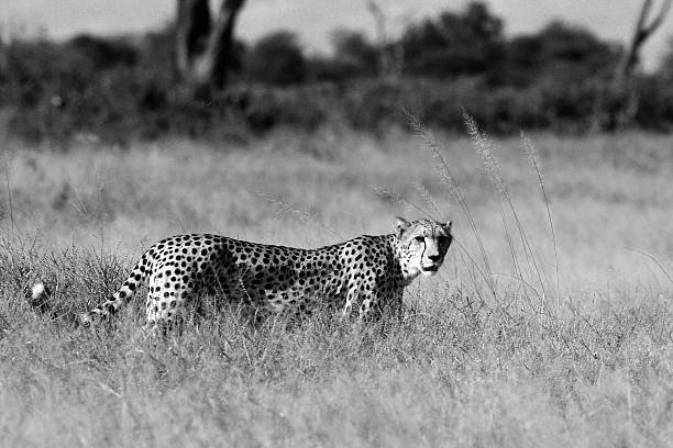 istock Cheetah in the tall grass 531140087