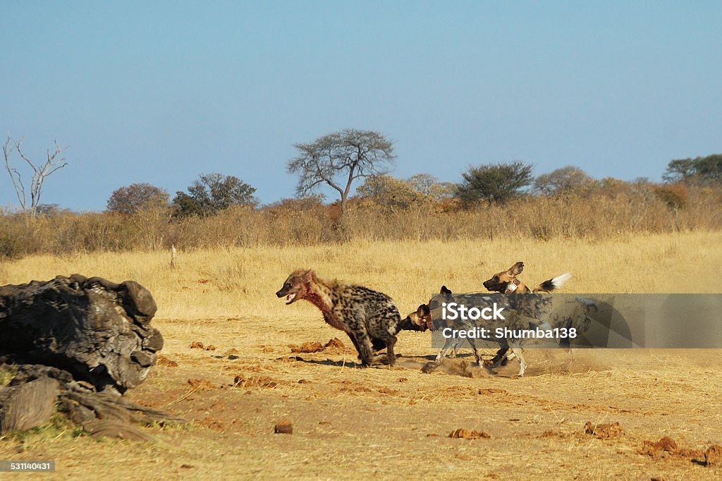 Spotted hyaenas and wild dogs fight African Wild Dog Stock Photo