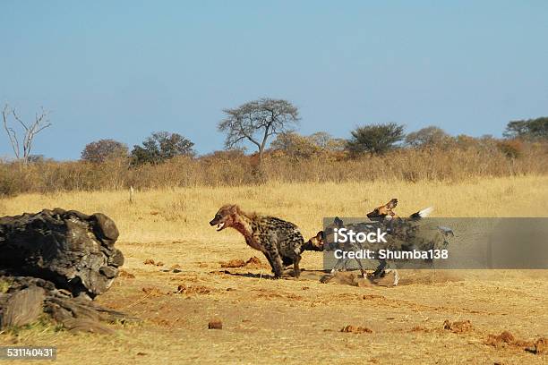Spotted Hyaenas And Wild Dogs Fight Stock Photo - Download Image Now - African Wild Dog, Animals Hunting, 2015