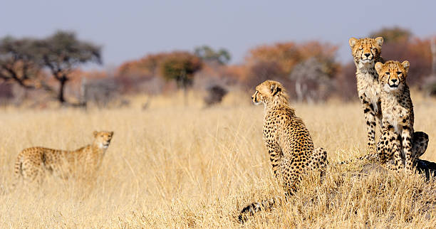 котёнок cubs на термит гора - hwange national park стоковые фото и изображения