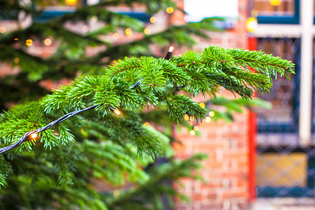 istock Coniferous trees on sale outdoors 531140551