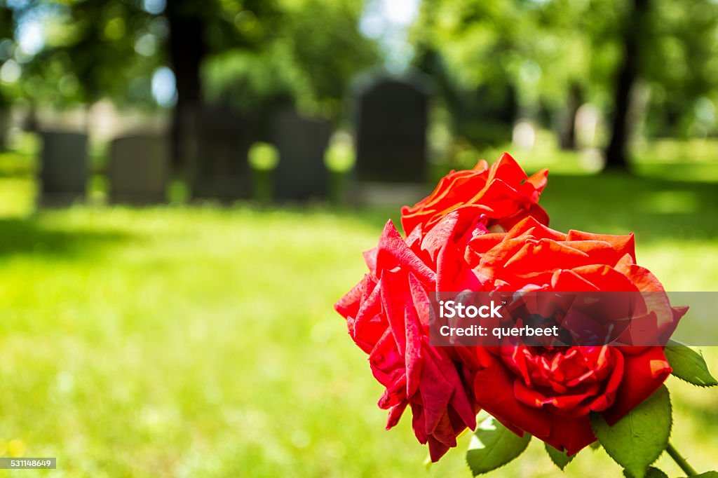 Blühenden Rosen Auf einem Friedhof - Lizenzfrei 2015 Stock-Foto