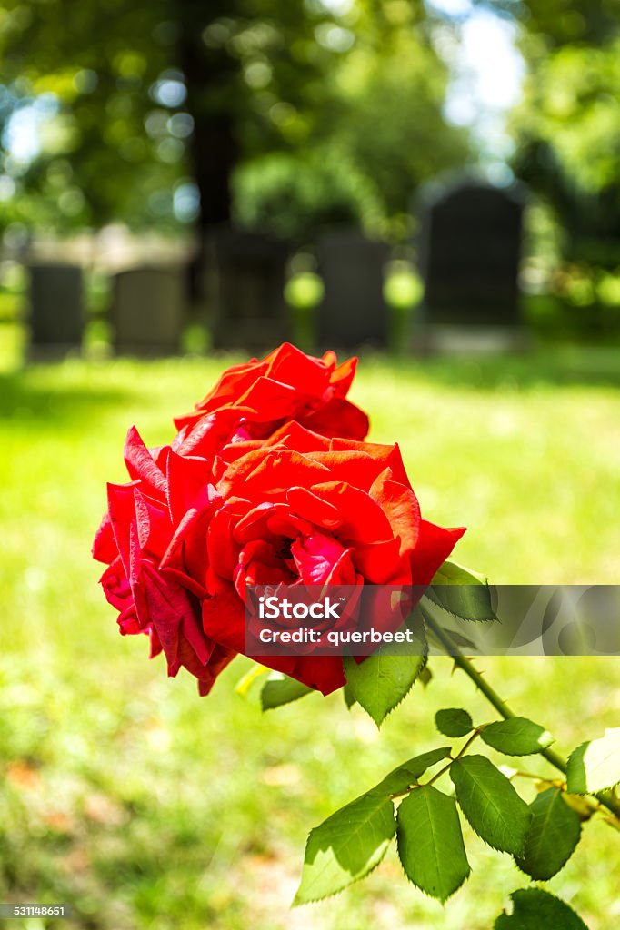 Blühenden Rosen Auf einem Friedhof - Lizenzfrei 2015 Stock-Foto