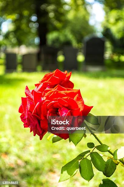 Blühenden Rosen Auf Einem Friedhof Stockfoto und mehr Bilder von 2015 - 2015, Baum, Begräbnisstätte