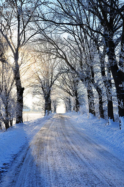 istock Hoar frost in the alley 531149019