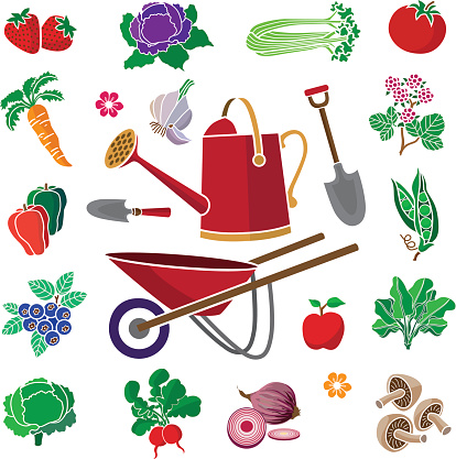 vegetable garden produce with wheel barrow and watering can