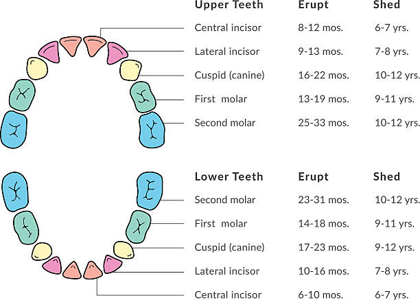 Primary Teeth Chart A dental chart diagram showing primary teeth with dental names plus eruption and shedding times. This is an editable EPS 10 vector illustration with CMYK color space. baby teeth stock illustrations