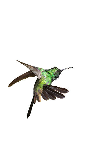 istock Male Cuban emerald hummingbird (Chlorostilbon ricordii) hovering 531152289