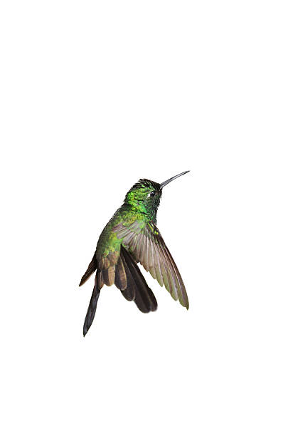 istock Male Cuban emerald hummingbird (Chlorostilbon ricordii) hovering 531152295