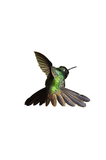 istock Male Cuban emerald hummingbird (Chlorostilbon ricordii) hovering 531152297